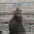 British shorthair acill sahiplendirme!!! fotoğraf