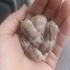 cüce hamsterlar fotoğraf