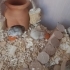 cüce hamsterlar fotoğraf