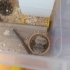 cüce hamsterlar fotoğraf
