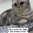 Temiz akıllı bir kedi fotoğraf