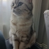 Temiz akıllı bir kedi fotoğraf