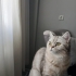 Temiz akıllı bir kedi fotoğraf