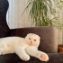 Acil Yuva Arayan Uysal Ev Kedisi Scottish Fold fotoğraf