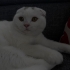 Acil Yuva Arayan Uysal Ev Kedisi Scottish Fold fotoğraf
