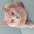 British Shorthair Kedimize Yeni Yuva Arıyoruz fotoğraf