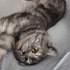 Sokağa Terkedilmiş Scottish Fold Erkek fotoğraf