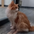 4 Aylık, Minik, insan delisi, tam bir kucak bağımlısı 🐾 fotoğraf