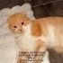 SCOTTISH FOLD SHORT HAİR fotoğraf