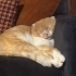 SCOTTISH FOLD SHORT HAİR fotoğraf