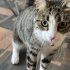 Mini İçin Kalıcı ve Güvenli Bir Yuva Arıyoruz fotoğraf