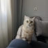 Çok temiz,akıllı bir kedi fotoğraf