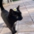 Tel:0545 806 86 49 evcimen kedi Gece fotoğraf