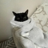 Tel:0545 806 86 49 evcimen kedi Gece fotoğraf
