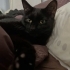 Tel:0545 806 86 49 evcimen kedi Gece fotoğraf