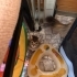 1 AYLIK YAVRU KEDİ - ERKEK fotoğraf