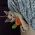 Kısır sevecen erkek tekir kedi fotoğraf