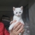 2 ERKEK 1 DİŞİ YAVRU İÇİN ACİL YUVA ARIYORUM fotoğraf