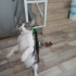 Tekir Kedimize Yuva fotoğraf