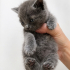 Ücretsiz sahiplenme Russian blue yavru acil yuva fotoğraf