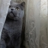 Ücretsiz sahiplendiriyorum British shorthair. Kısır aşıları tam. Çok uysal fotoğraf