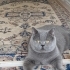 Ücretsiz sahiplendiriyorum British shorthair. Kısır aşıları tam. Çok uysal fotoğraf