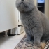 Ücretsiz sahiplendiriyorum British shorthair. Kısır aşıları tam. Çok uysal fotoğraf