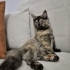 8 aylık Tortoiseshell cinsi oyuncu kedi fotoğraf