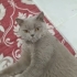BRİTİSH SORTHAİR ÜCRETSİZ..!! fotoğraf