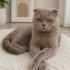 Ücretsiz sahiplenme Scottish kedi fotoğraf