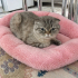 Ücretsiz sahiplenme Marshall scottish fold fotoğraf