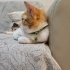 Tel:0545 806 86 49 Sarman kedi fotoğraf