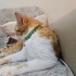 Tel:0545 806 86 49 Sarman kedi fotoğraf