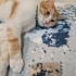Tel:0545 806 86 49 Sarman kedi fotoğraf