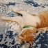 Tel:0545 806 86 49 Sarman kedi fotoğraf