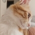 ACİLLL!!! Tel:0545 806 86 49 kısırlaştırılmış kedi garfield fotoğraf