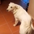 2 Yaşında Erkek Kısır pasaportlu çipli labrador golden mix çok uysal uyumlu fotoğraf