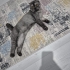 Tatlı Kedi Gofi fotoğraf