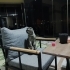 Tatlı Kedi Gofi fotoğraf
