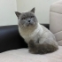 British Shorthair Mavi Göz fotoğraf