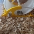 Campbell cüce hamster fotoğraf