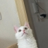 1 yaşında kısırlaştırma şartı var fotoğraf