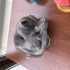 Çok sevecen ve oyuncu 6 aylık Russian blue fotoğraf