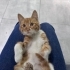 Çiko kısırlaştırıldı 3 aylık iç dış parazitleri yapıldı fotoğraf