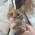 Çiko kısırlaştırıldı 3 aylık iç dış parazitleri yapıldı fotoğraf