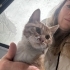 Çiko kısırlaştırıldı 3 aylık iç dış parazitleri yapıldı fotoğraf