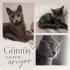 7 Aylık Russian Blue Yuvasını arıyor fotoğraf