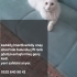 GENÇ ANKARA KEDİSİ fotoğraf