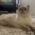 YAKLAŞIK 7 AYLIK BRİTİSH LONGHAİR BLUE POINT fotoğraf
