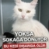 ANKARA – ACİL! ANNE (ANKARA KEDİSİ) VE YAVRULARI YUVA ARIYOR fotoğraf